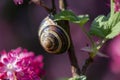 Snail sitting on the branch of a flowering currant