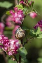 Snail sitting on the branch of a flowering currant