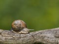 Snail sitting on a branch.