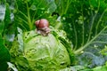 Snail is sitting on cabbage in the garden Royalty Free Stock Photo