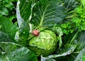 Snail is sitting on cabbage in the garden Royalty Free Stock Photo