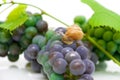 Snail sitting on grapes close-up