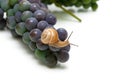 Snail sitting on grapes on a white background