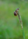 Snail sitting on the grass