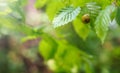 Snail sitting on green leaf with blurry bright background