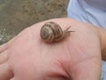 Snail sitting on a hand