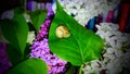 Snail sitting on a lilac branch