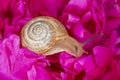 Snail sitting on purple peony