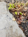 Snail Sitting on Rock