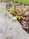 Snail Sitting on Rock