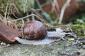 A snail sitting on a rock Royalty Free Stock Photo