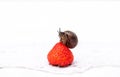 snail sitting on strawberry berry, summer concept, healthy eating.