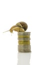 Snail sitting on top of coin stack Royalty Free Stock Photo