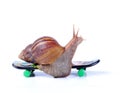 Snail on a skateboard