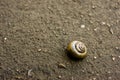 A snail Royalty Free Stock Photo