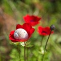 Anemone flower with shell snail