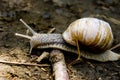 The snail is slipping through an obstacle