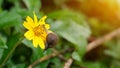 A snail slithering on a yellow jacoba flower Royalty Free Stock Photo