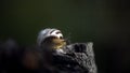 Snail on the slope. Blurred background, focus on the reptile. Background picture.