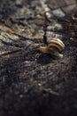 Snail on the slope. Blurred background, focus on the reptile. Background picture.