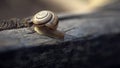 Snail on the slope.Dynamics of movement of individual creatures.