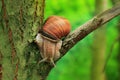 Snail on the slope. Hefty such a snail.