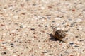 Snail on the Slope