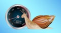 Snail with slow internet speed meter test