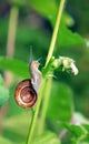 Snail in slow motion