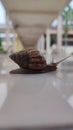 Snail slow walking in my office Royalty Free Stock Photo