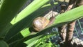 Snail slowly crawling on a dracena leaf