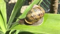 Snail slowly crawling on a dracena leaf