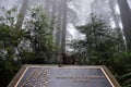 Lady Bird Johnson Grove in Redwood Forest Royalty Free Stock Photo