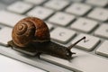 A snail slowly crawls over a computer keyboard, symbolizing slow internet or processing speed. Royalty Free Stock Photo