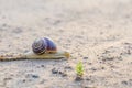 Snail slowly creeping along the sandy road