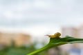 Snail slowly creeps on a leaf