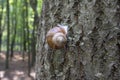 Snail slowly creeps up to the tree