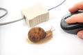 Snail on a desk next to a computer mouse and cable during a creative tech-themed workspace Royalty Free Stock Photo
