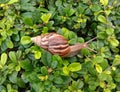 Snail slowly moving on the branches of the tree. Royalty Free Stock Photo