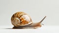 Snail slowly moving on a light surface Royalty Free Stock Photo