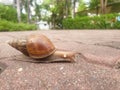 Snail slowly moving walk in garden success concept Royalty Free Stock Photo