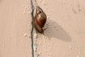 Snail slowly walking on the rose pink color wall. Royalty Free Stock Photo