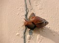 Snail slowly walking on the rose pink color wall.