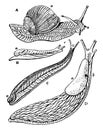 Snail and Slug, vintage illustration