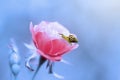 Snail, snail on a flower with a colored background