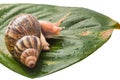 The Snail Royalty Free Stock Photo