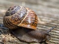 Snail at snail`s pace in the wildlife Royalty Free Stock Photo