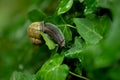Snail. A snail on a salad leave.Snail on green stem. Snail on a leaf Royalty Free Stock Photo