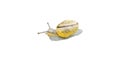 Snail with snail shell cut out. Snail with house, foot and antenna. For composing