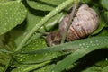 snail macro